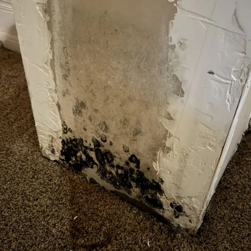 Professional Mold Removal in Collinsville, OK